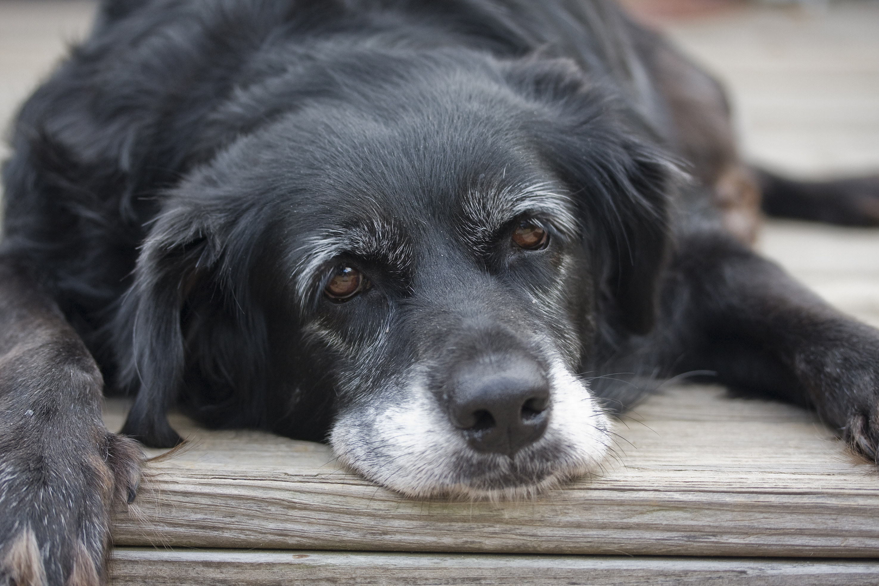 Older Dogs Are Being Given To Shelters – But Shelters Are Not A ‘Home’ For Elderly Dogs