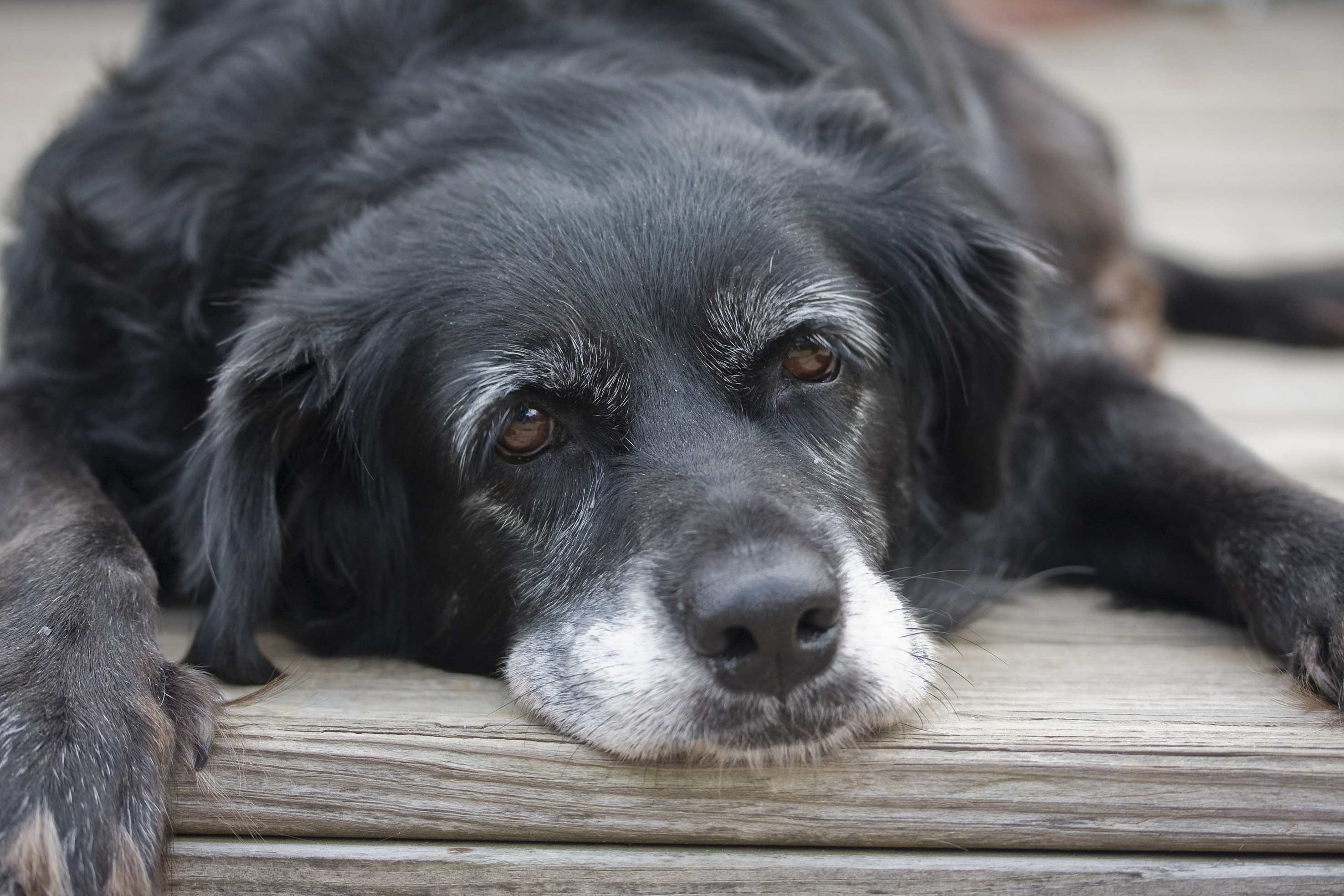 watch-elderly-dogs-give-elderly-humans-love-and-everybody-wins