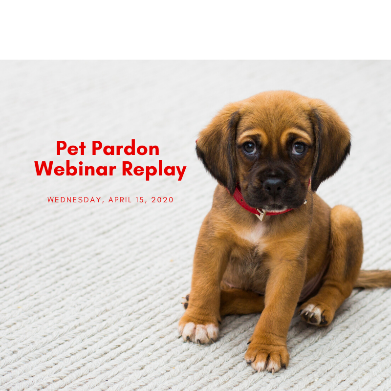 Why the Pet Pardon app is an Essential Tool in Animal Rescue