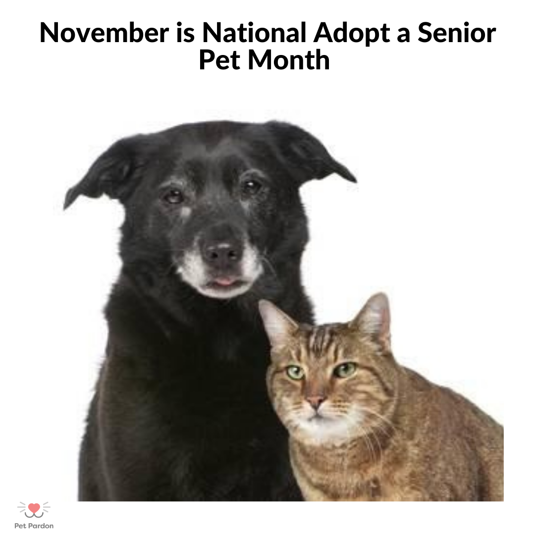 Adoption rates significantly lower for senior pets in shelters